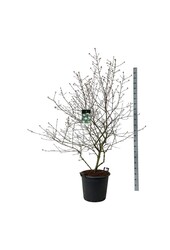 Sneeuwbal Viburnum burkwoodii