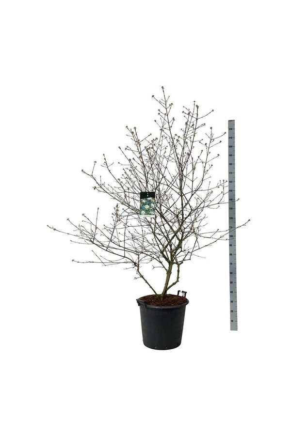 Sneeuwbal Viburnum burkwoodii