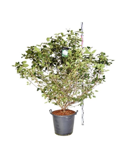 Viburnum