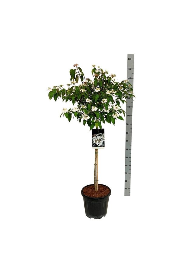 Sneeuwbal Viburnum Watanabe