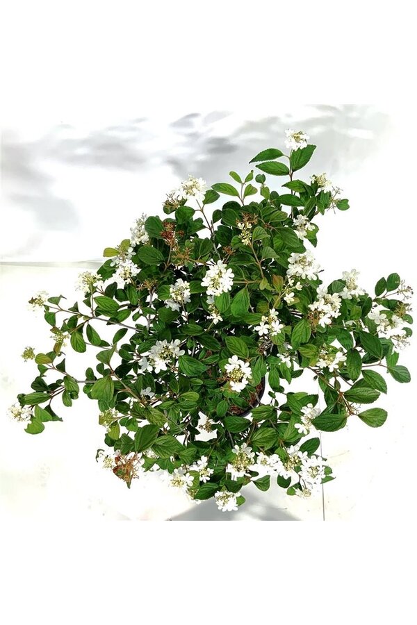 Sneeuwbal Viburnum Watanabe
