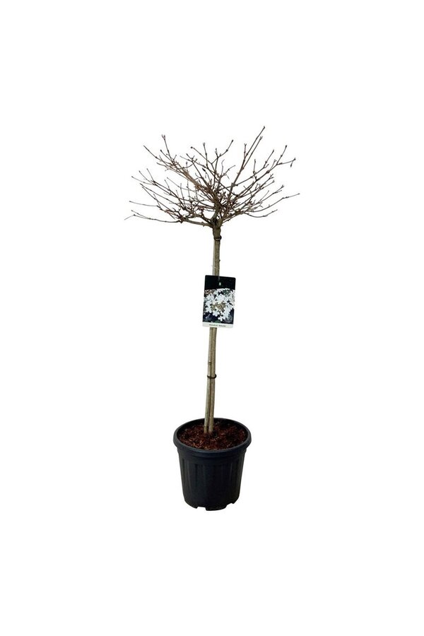 Sneeuwbal Viburnum Watanabe