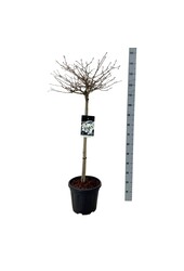Sneeuwbal Viburnum Watanabe