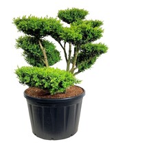 Buxus