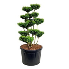 Buxus