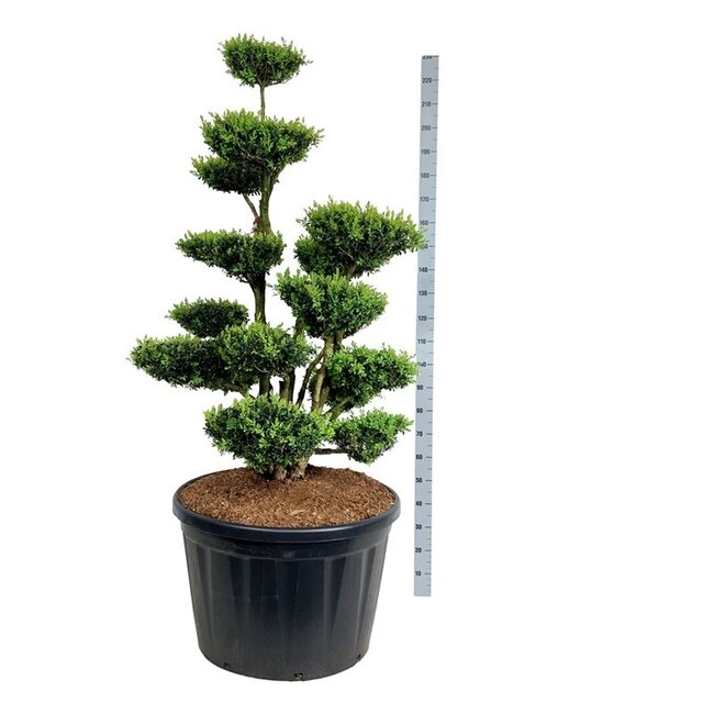 Buxus sempervirens