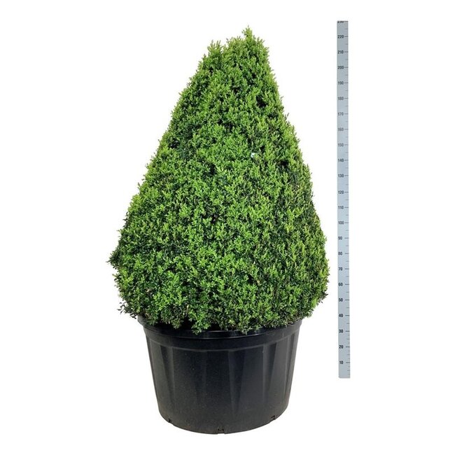 Buxus sempervirens