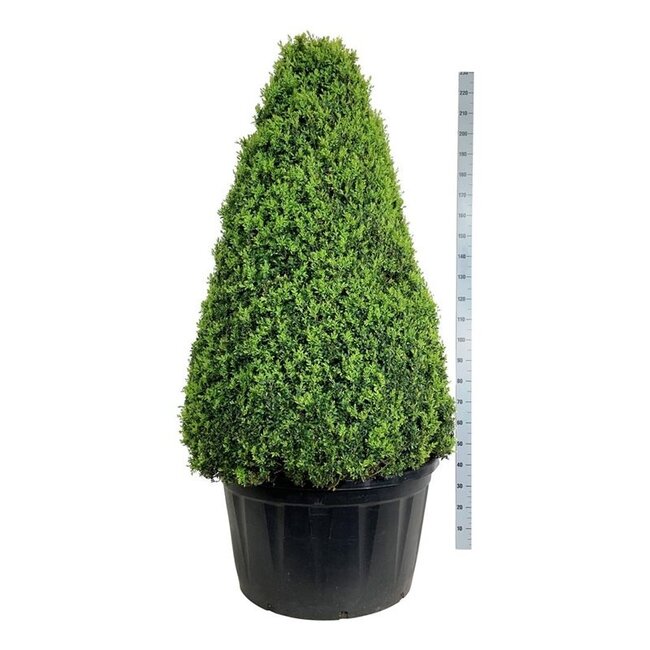 Buxus sempervirens