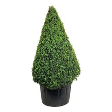 Buxus