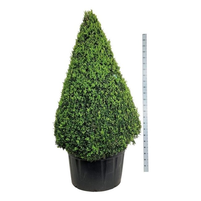 Buxus sempervirens