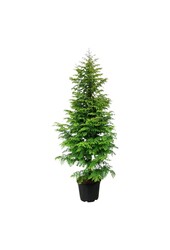 Metasequoia Amber Glow PBR