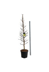 Metasequoia Amber Glow PBR