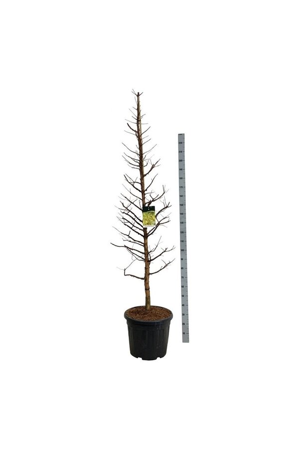 Metasequoia Amber Glow PBR