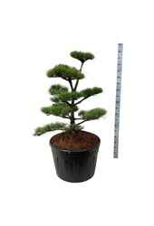 Denneboom Pinus contorta