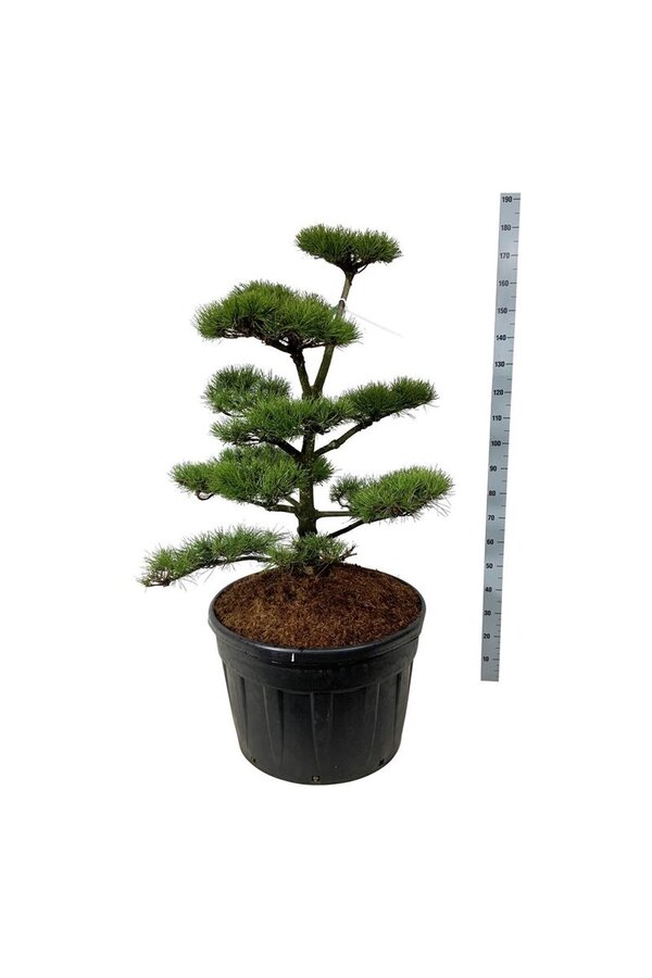 Denneboom Pinus contorta