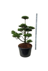 Denneboom Pinus contorta