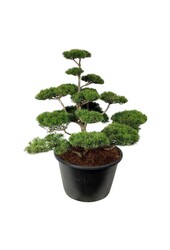 Denneboom Pinus contorta