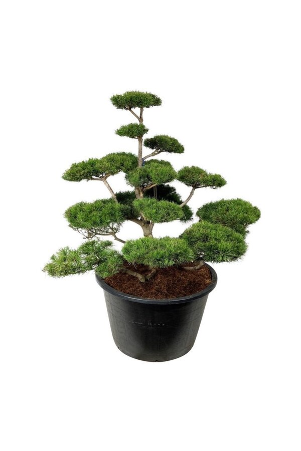 Denneboom Pinus contorta