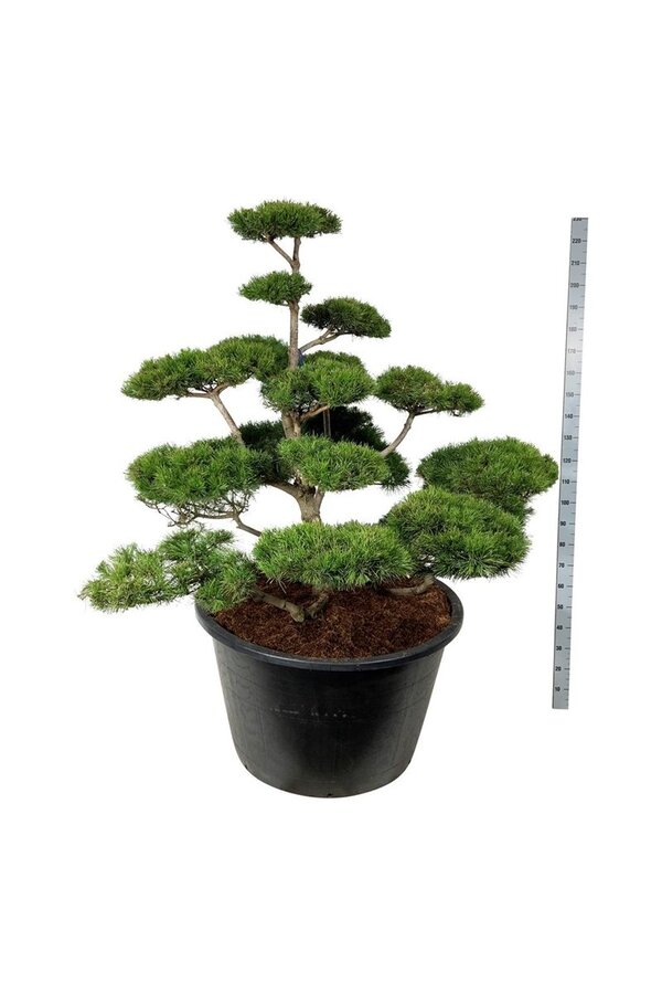 Denneboom Pinus contorta