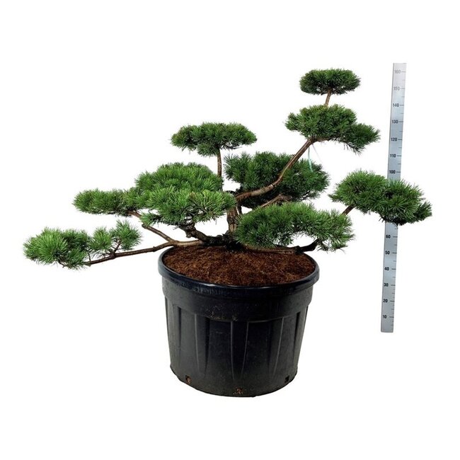 Denneboom Pinus mugo