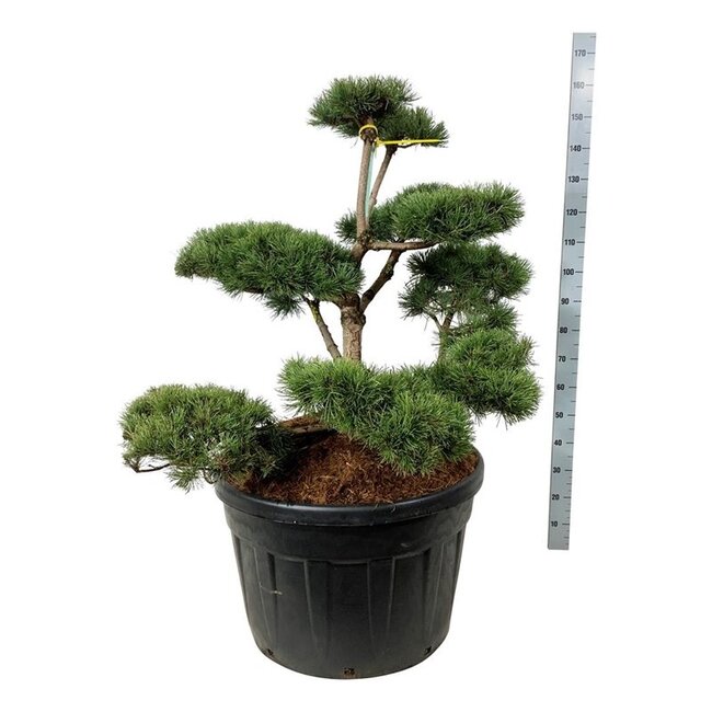 Denneboom Pinus mugo