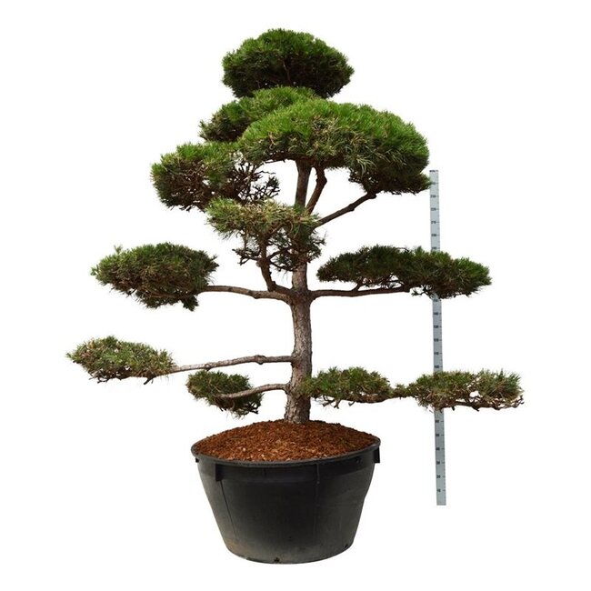 Denneboom Pinus nigra nigra
