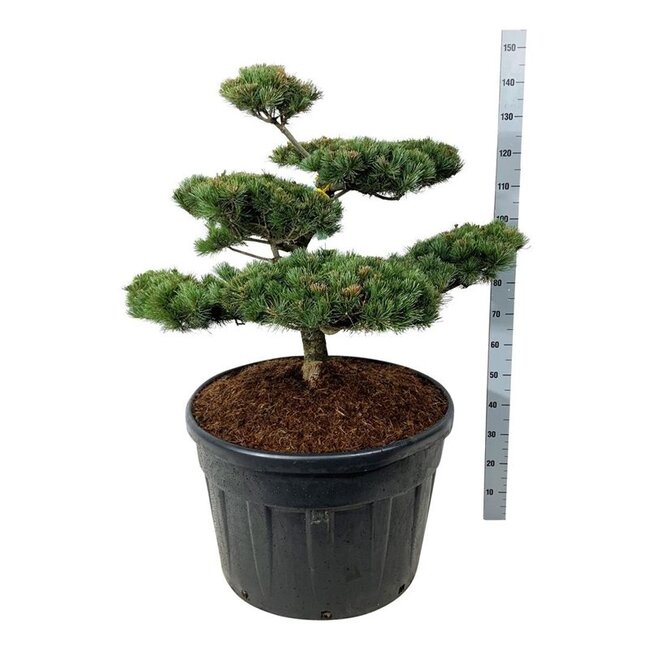 Denneboom Pinus Negishi
