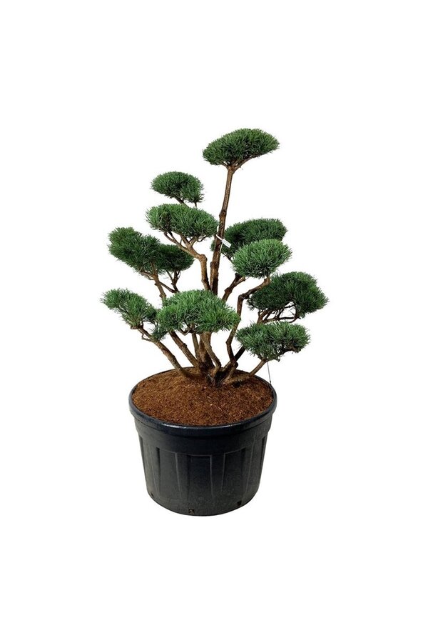 Denneboom Pinus Watereri