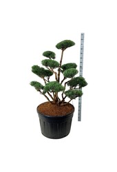 Denneboom Pinus Watereri