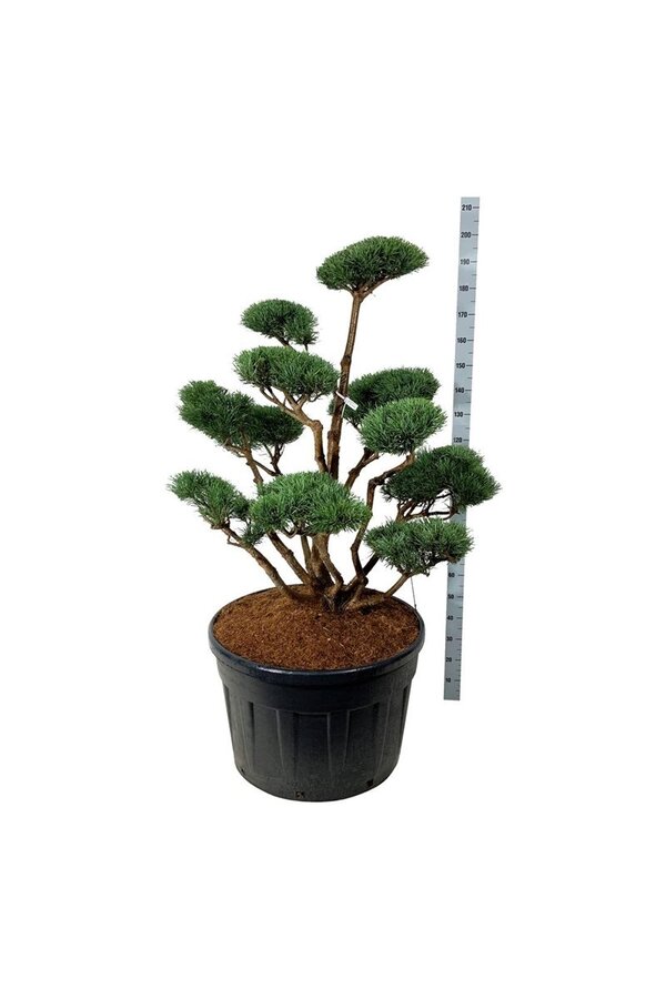 Denneboom Pinus Watereri