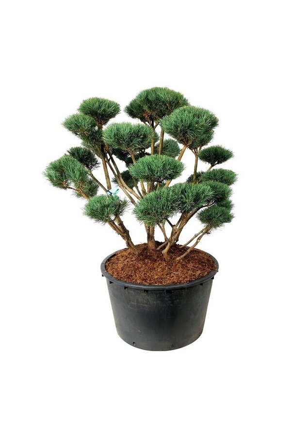 Denneboom Pinus Watereri