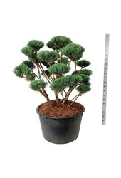 Denneboom Pinus Watereri
