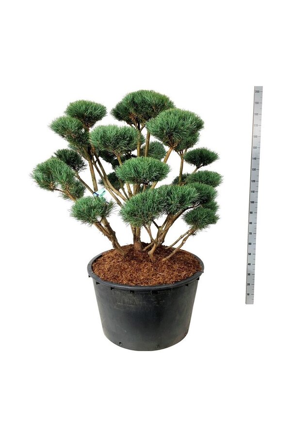 Denneboom Pinus Watereri
