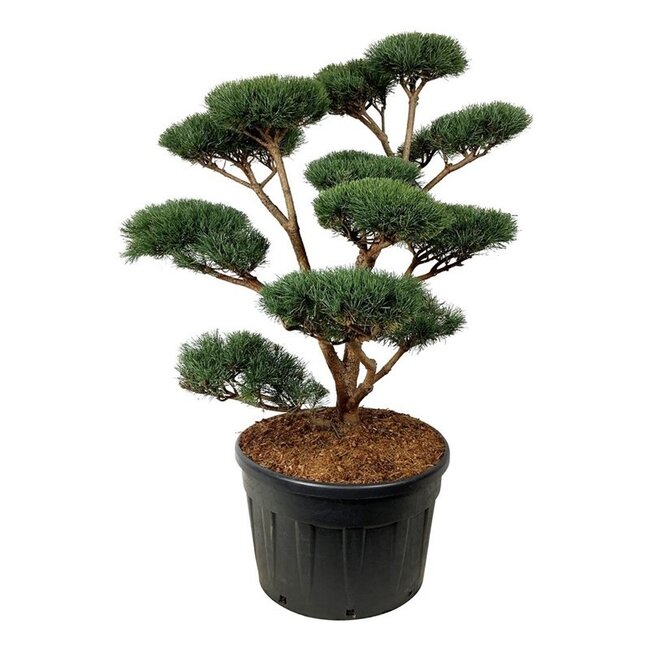 Denneboom Pinus Watereri