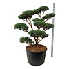 Denneboom Pinus Watereri