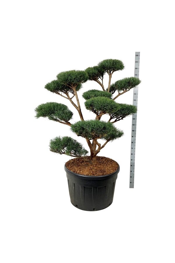 Denneboom Pinus Watereri
