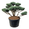 Denneboom Pinus Watereri