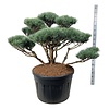 Denneboom Pinus Watereri