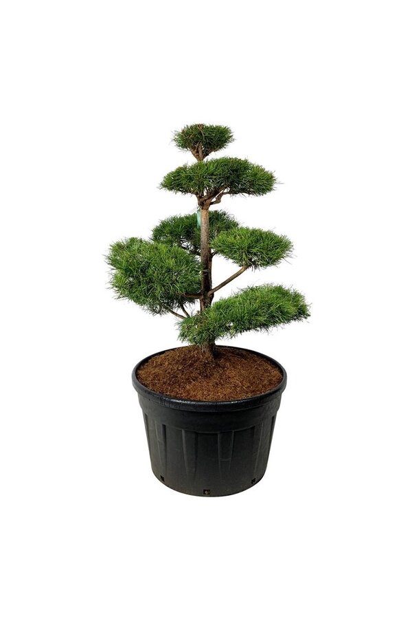 Denneboom Pinus sylvestris