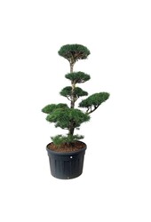 Denneboom Pinus sylvestris