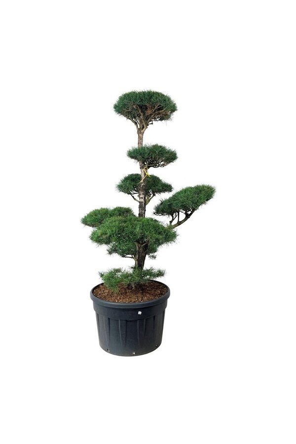 Denneboom Pinus sylvestris