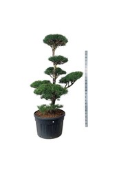 Denneboom Pinus sylvestris