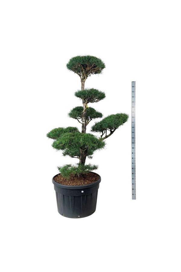 Denneboom Pinus sylvestris