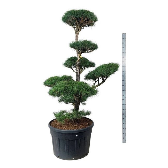 Denneboom Pinus sylvestris