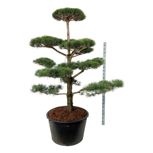 Denneboom Pinus sylvestris