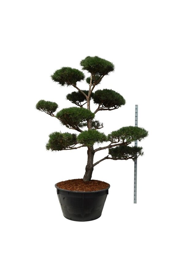 Denneboom Pinus sylvestris