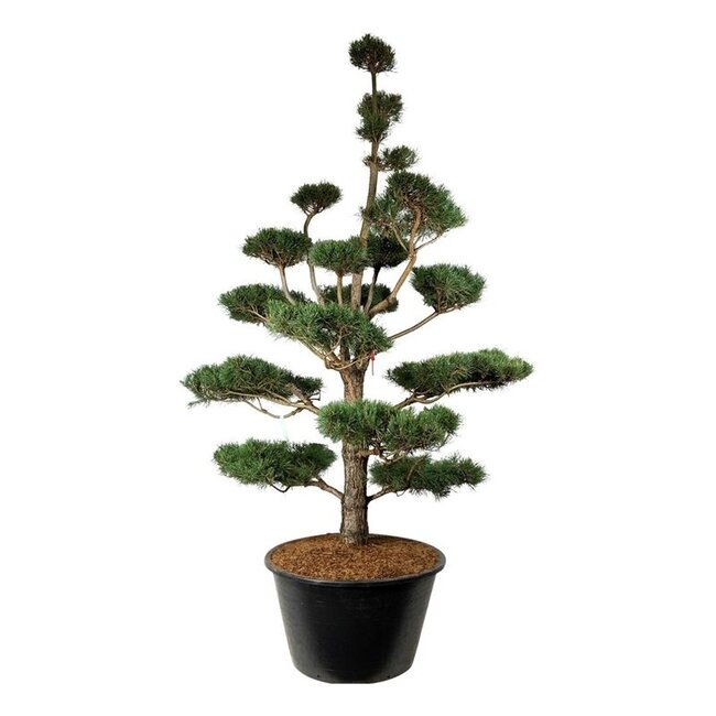 Denneboom Pinus sylvestris
