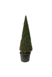 Venijnboom Taxus baccata