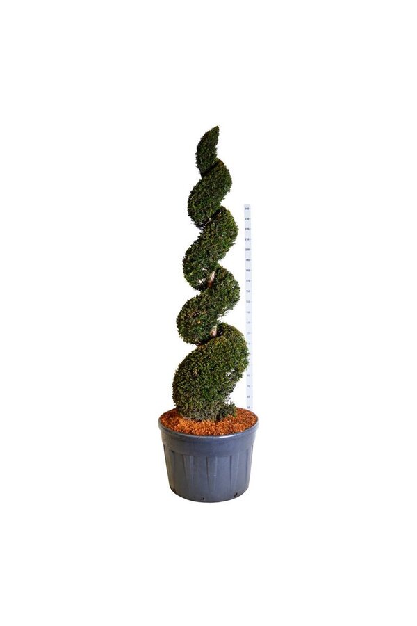Venijnboom Taxus baccata