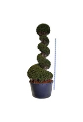 Venijnboom Taxus baccata